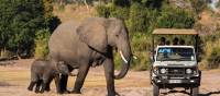 Game drive in Chobe National Park | Peter Walton