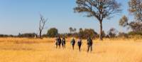 Walking in the Okavango Delta | Peter Walton