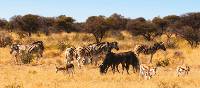 Wildlife viewing in Etosha National Park | Peter Walton