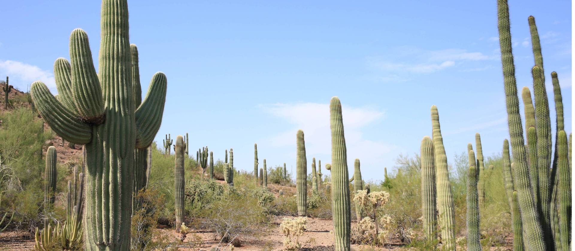 Saguaro and other cacti of Arizona | ©VisittheUSA.com
