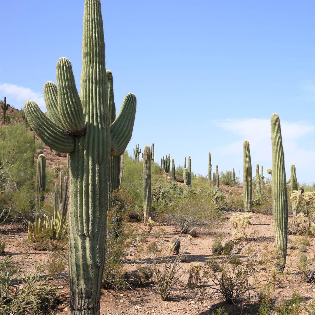 Saguaro and other cacti of Arizona | ©VisittheUSA.com