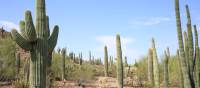Saguaro and other cacti of Arizona | ©VisittheUSA.com