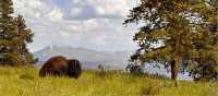 Buffalo lounging in Yellowstone National Park | Jen Skubicki
