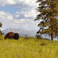 Buffalo lounging in Yellowstone National Park | Jen Skubicki