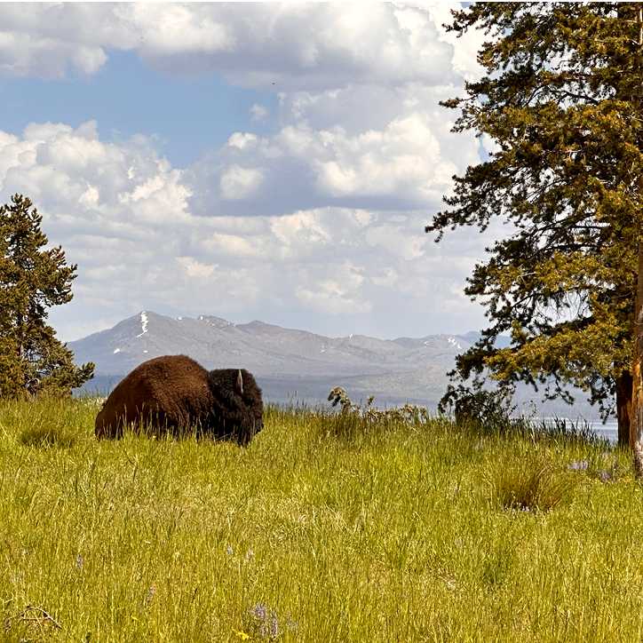 Buffalo lounging in Yellowstone National Park | Jen Skubicki