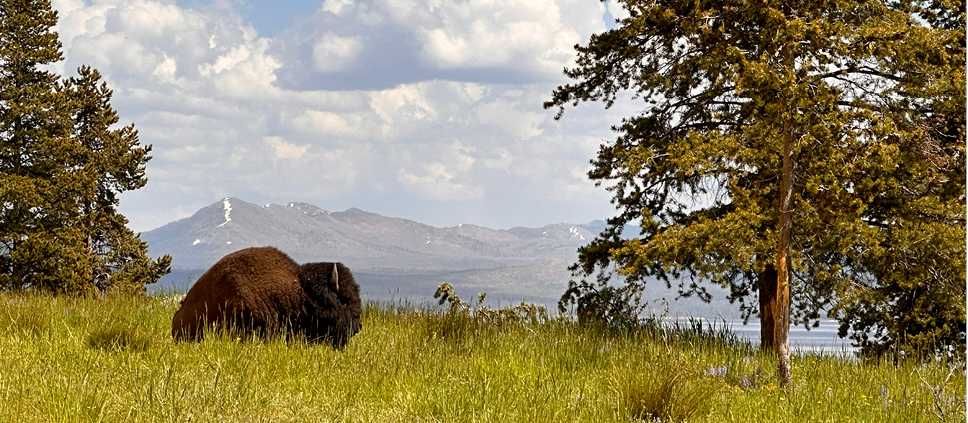 Buffalo lounging in Yellowstone National Park | Jen Skubicki