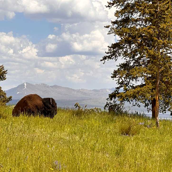 Buffalo lounging in Yellowstone National Park | Jen Skubicki