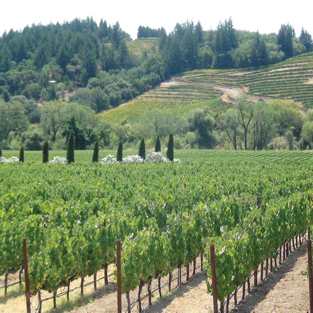 Northern Sonoma Vineyards | Keri May
