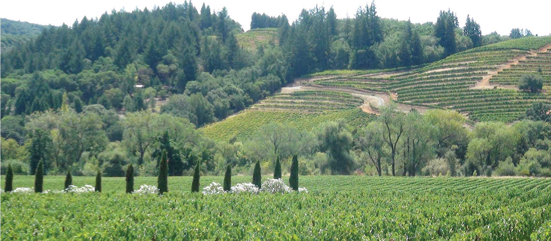 Northern Sonoma Vineyards | Keri May