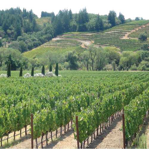Northern Sonoma Vineyards