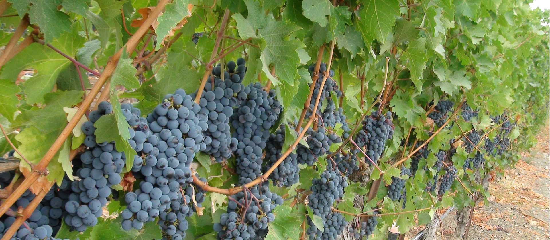 Vineyards of Dry Creek Valley, Sonoma | Keri May