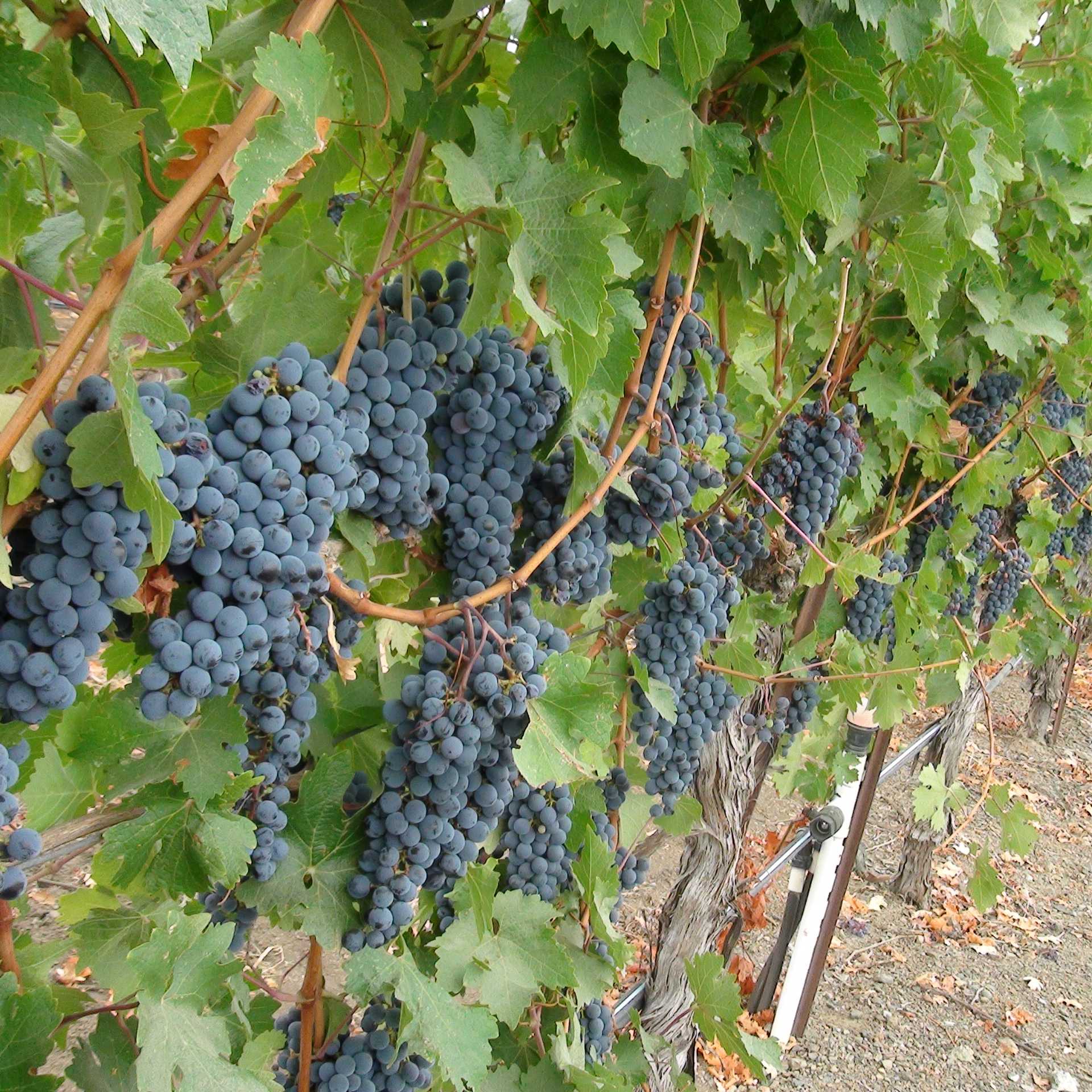 Vineyards of Dry Creek Valley, Sonoma | Keri May