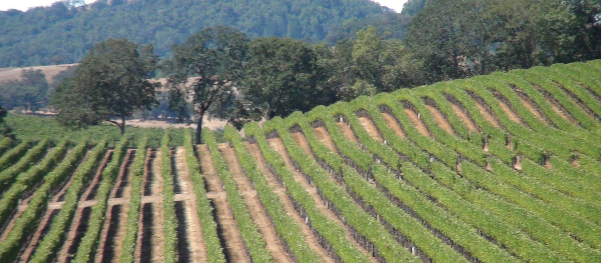 Knights Valley, Northern Sonoma County | Keri May