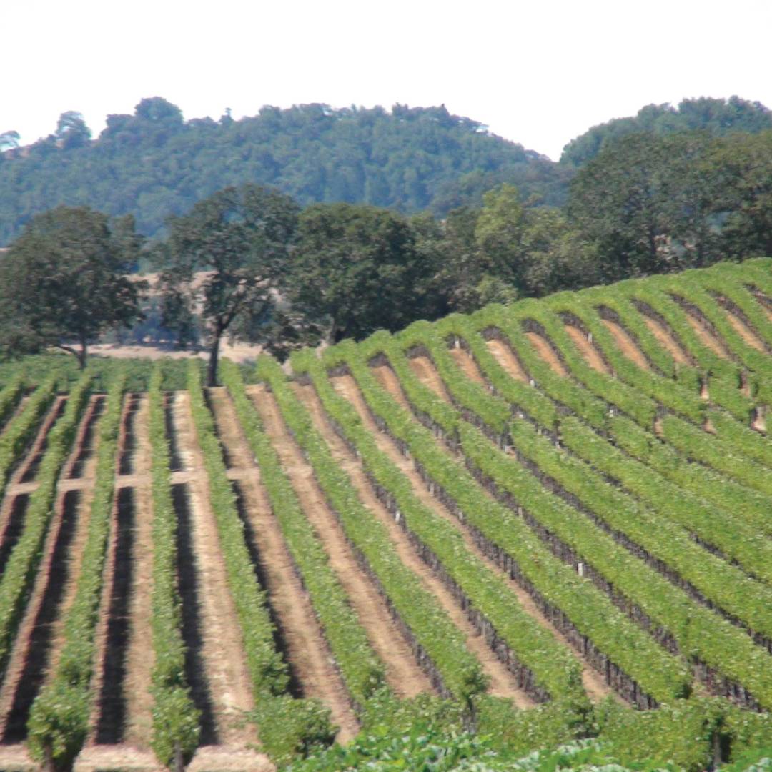 Knights Valley, Northern Sonoma County | Keri May