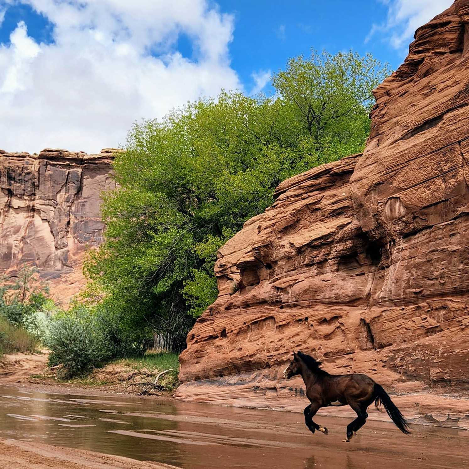 Canyon de Chelly’s wild spirit in motion