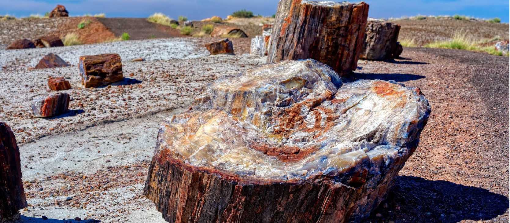 Petrified Forest National Park