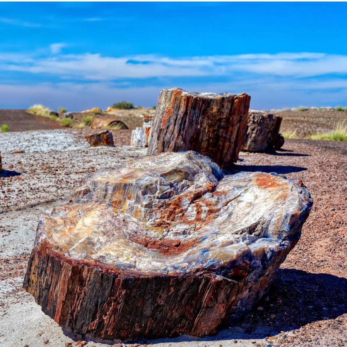 Petrified Forest National Park