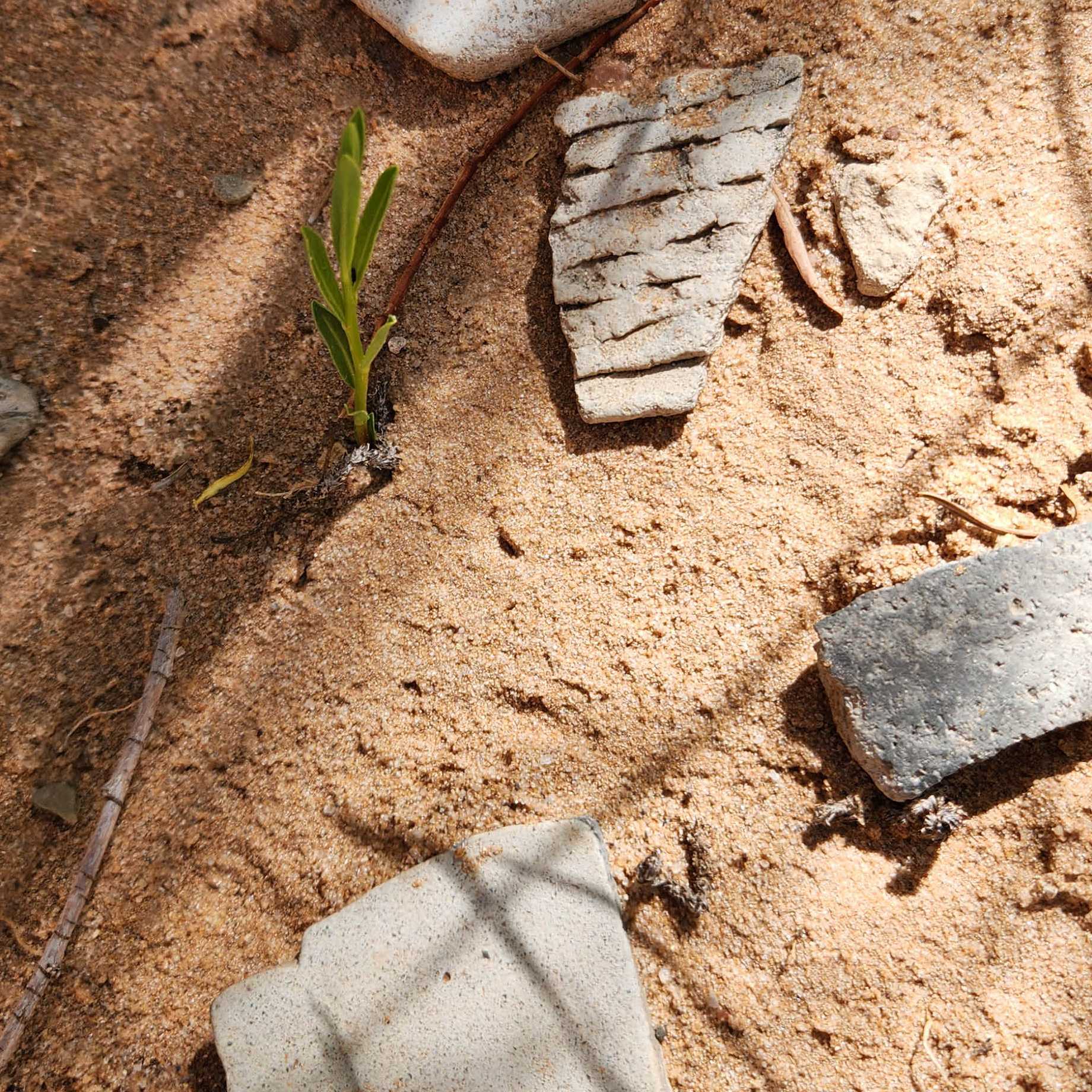 Pottery shards found within Canyon de Chelly