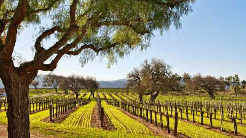 Cycling past vineyards in the Santa Ynez Valley. | Jay Sinclair/Visit Santa Barbara