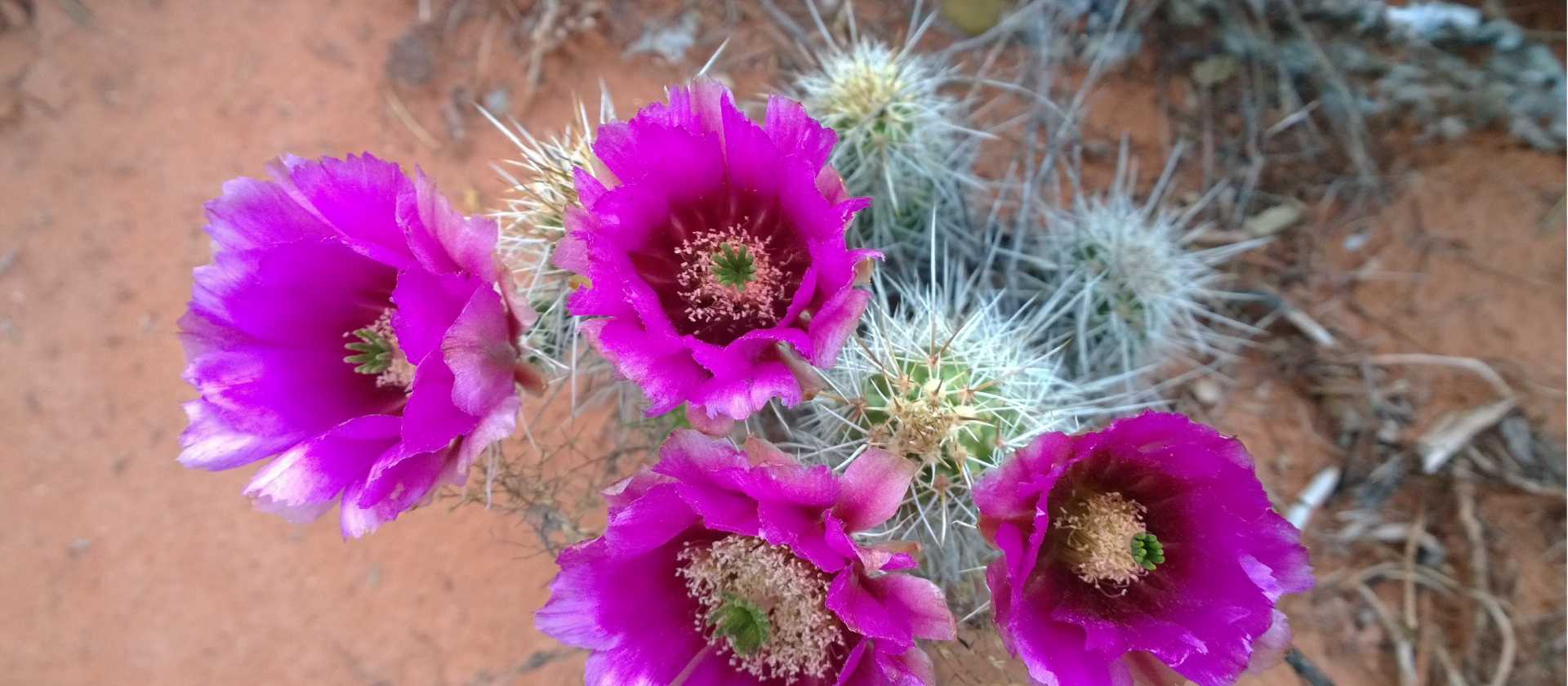 Springtime cactus bloom, Sedona