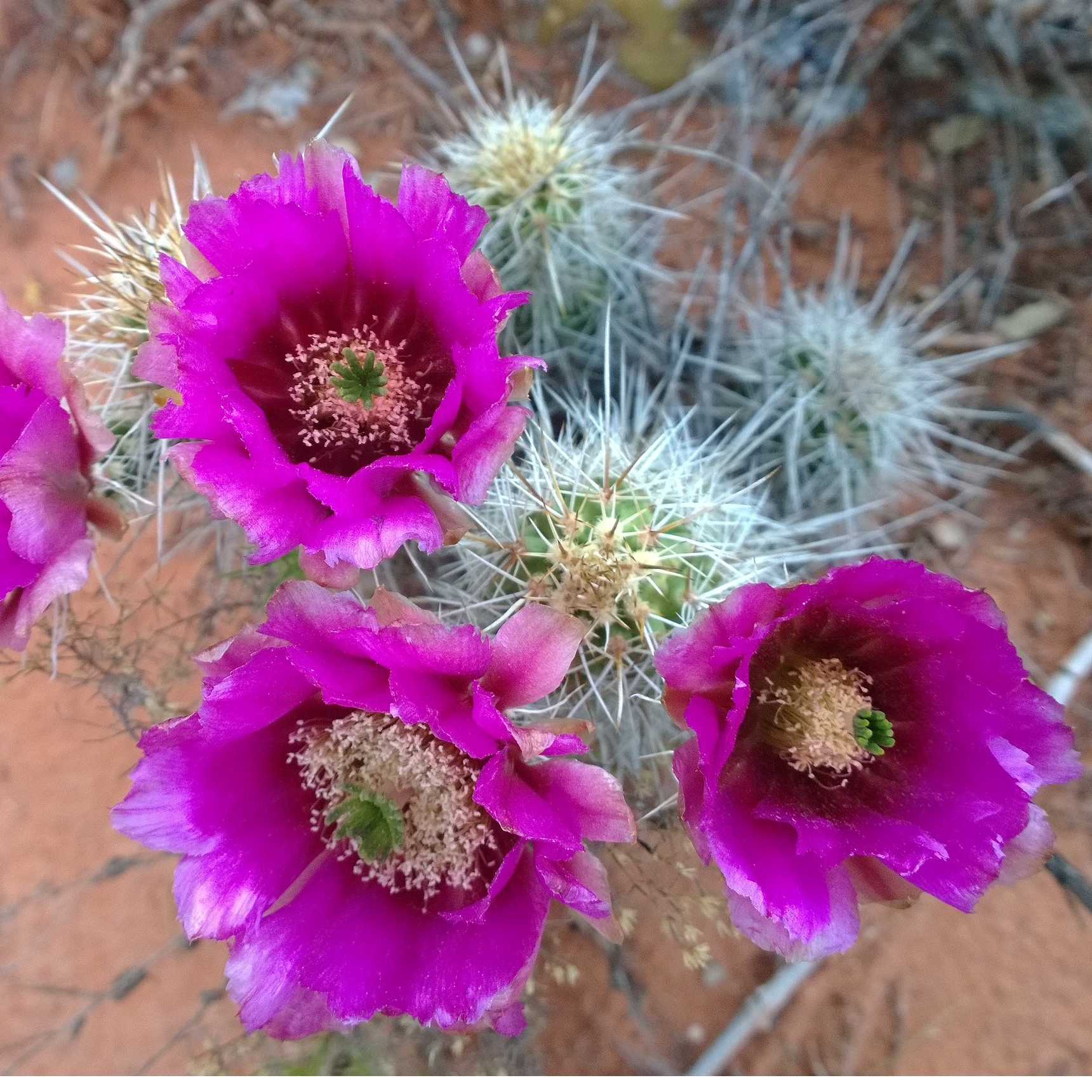 Springtime cactus bloom, Sedona