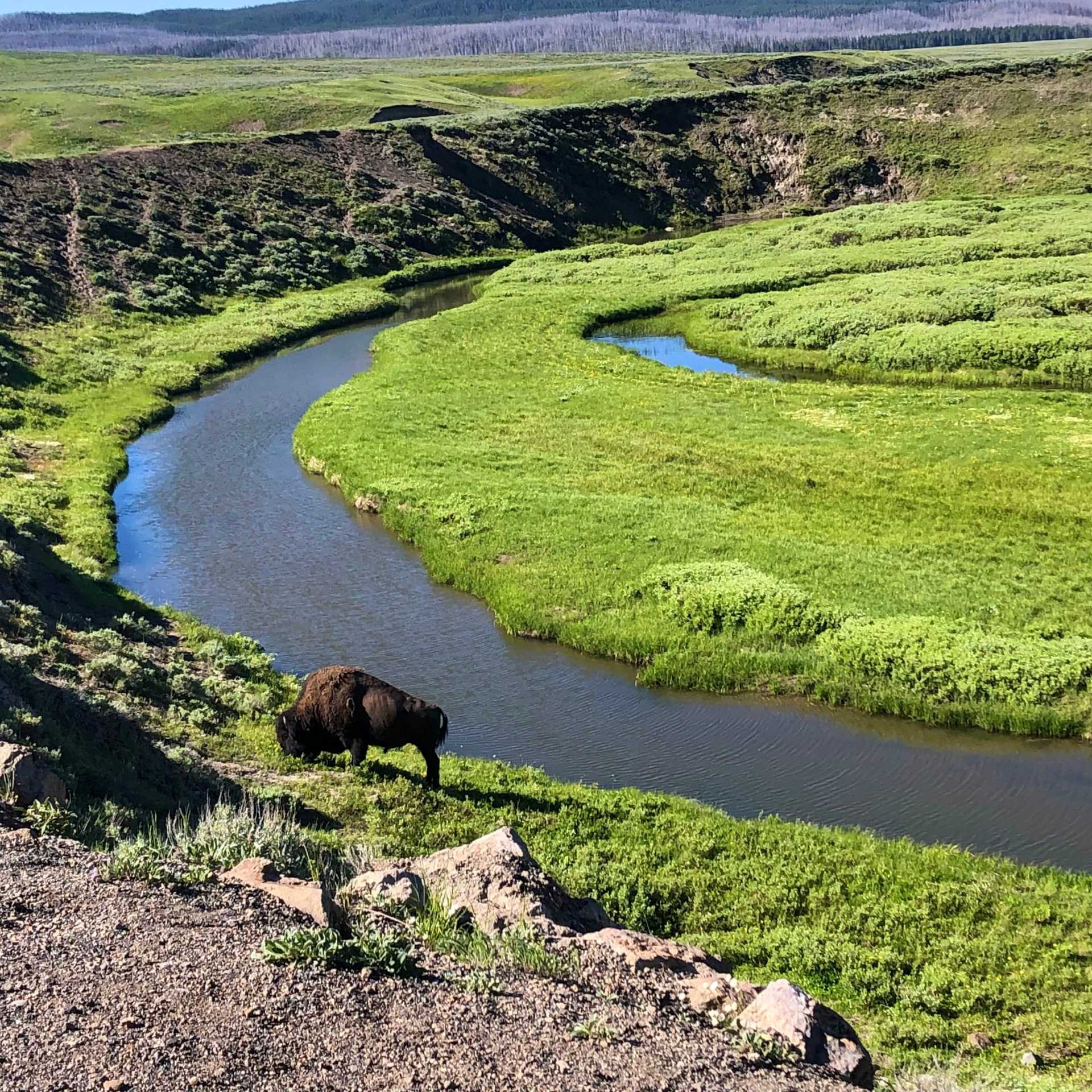 Yellowstone