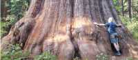 Giant Sequoia, California