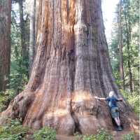 Giant Sequoia, California