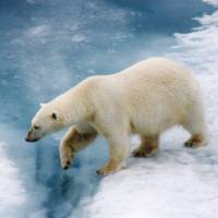 The Polar Bear is native to the Arctic | Bob Muirhead