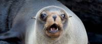 Fur seal in the Galapagos Islands | Alex Cearns | Houndstooth Studios