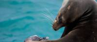 Galapagos Islands is home to a large number of sea lions | Alex Cearns | Houndstooth Studios