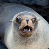 Fur seal in the Galapagos Islands | Alex Cearns | Houndstooth Studios